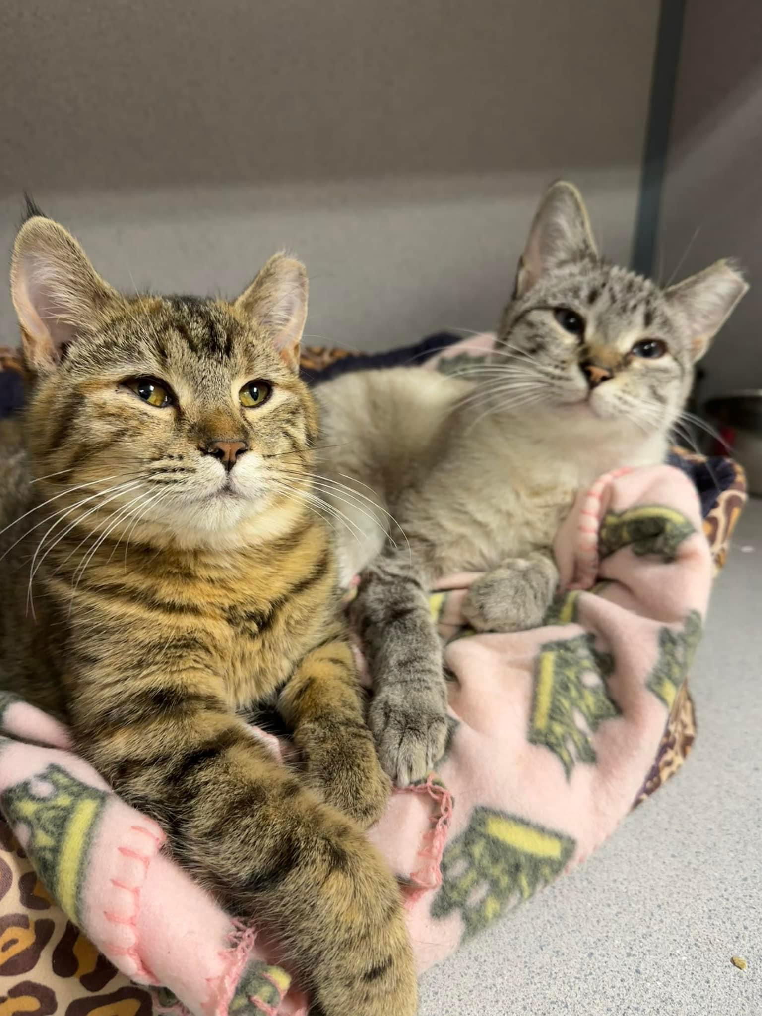 Ellen, an adoptable Siamese, Tabby in Cedar Rapids, IA, 52405 | Photo Image 3