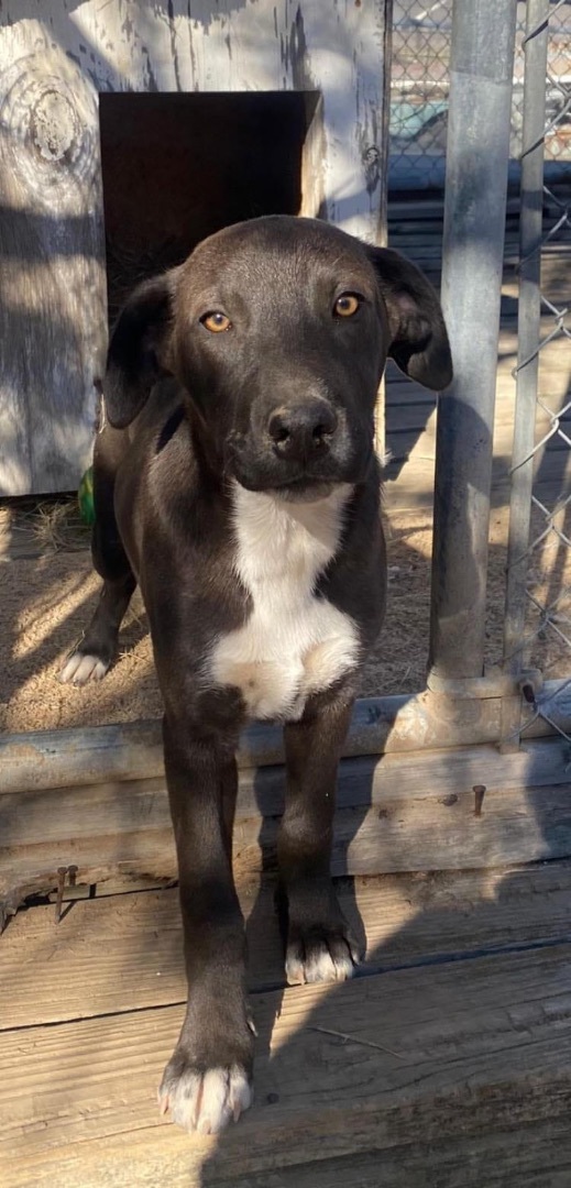 Catahoula leopard dog deals border collie mix