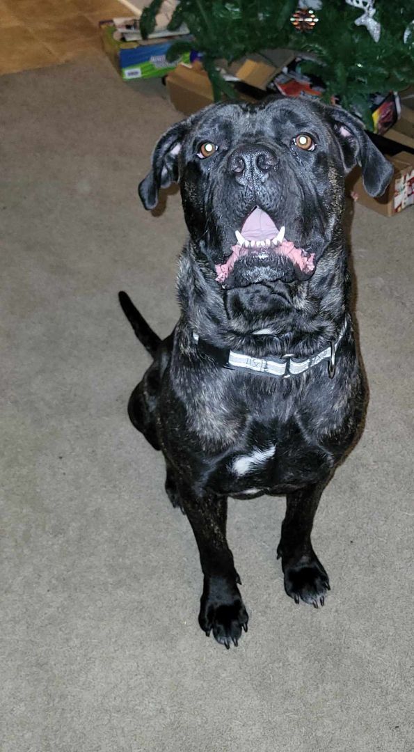 Petfinder bullmastiff store