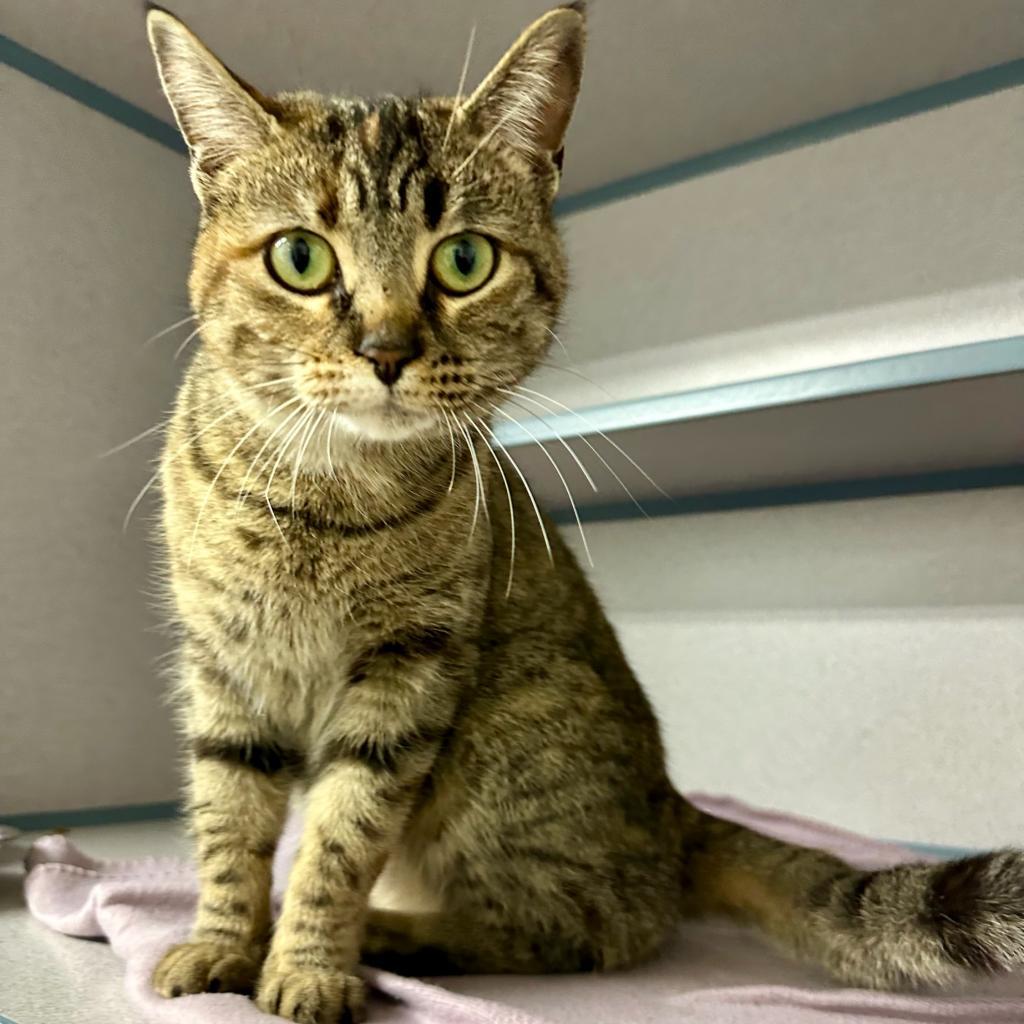 Georgina, an adoptable Domestic Short Hair in North Battleford, SK, S9A 2M7 | Photo Image 1