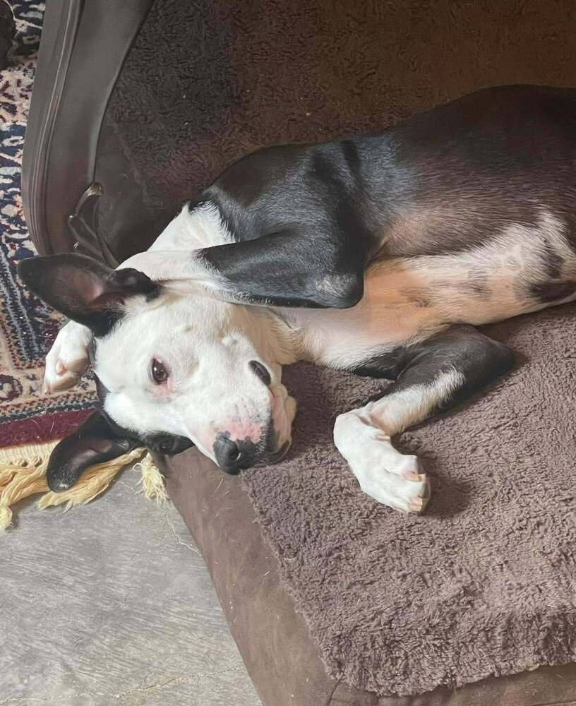 Ace, an adoptable Mixed Breed in Scott, LA, 70583 | Photo Image 2