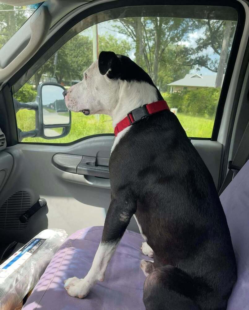 Ace, an adoptable Mixed Breed in Scott, LA, 70583 | Photo Image 3