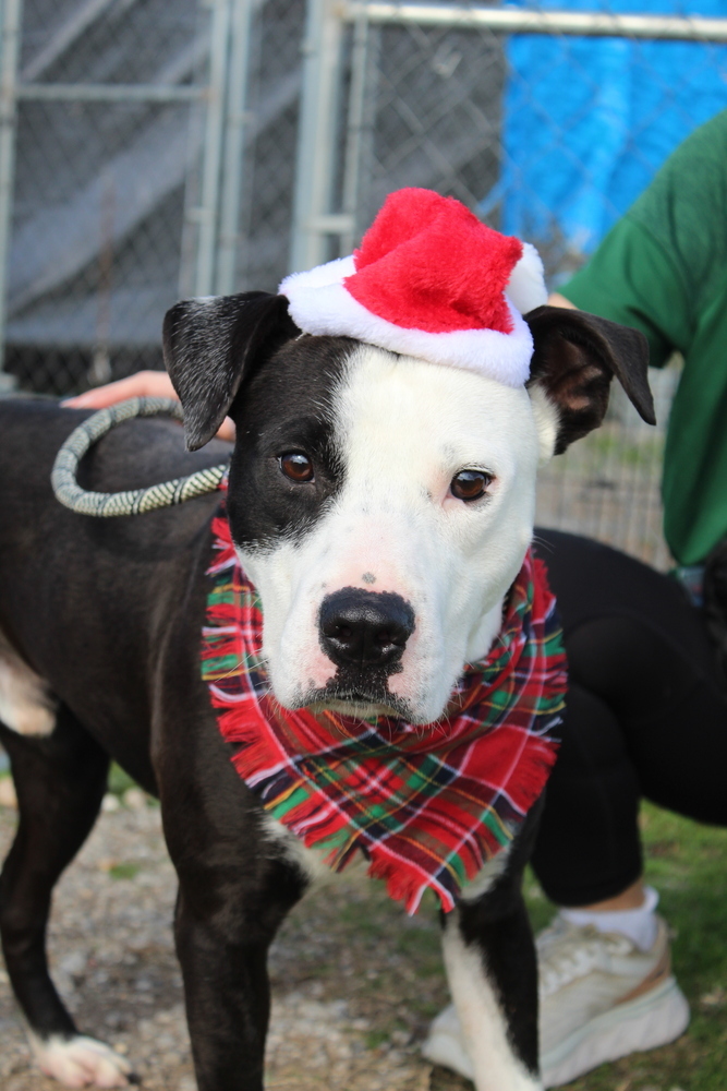 Ace, an adoptable Mixed Breed in Scott, LA, 70583 | Photo Image 5