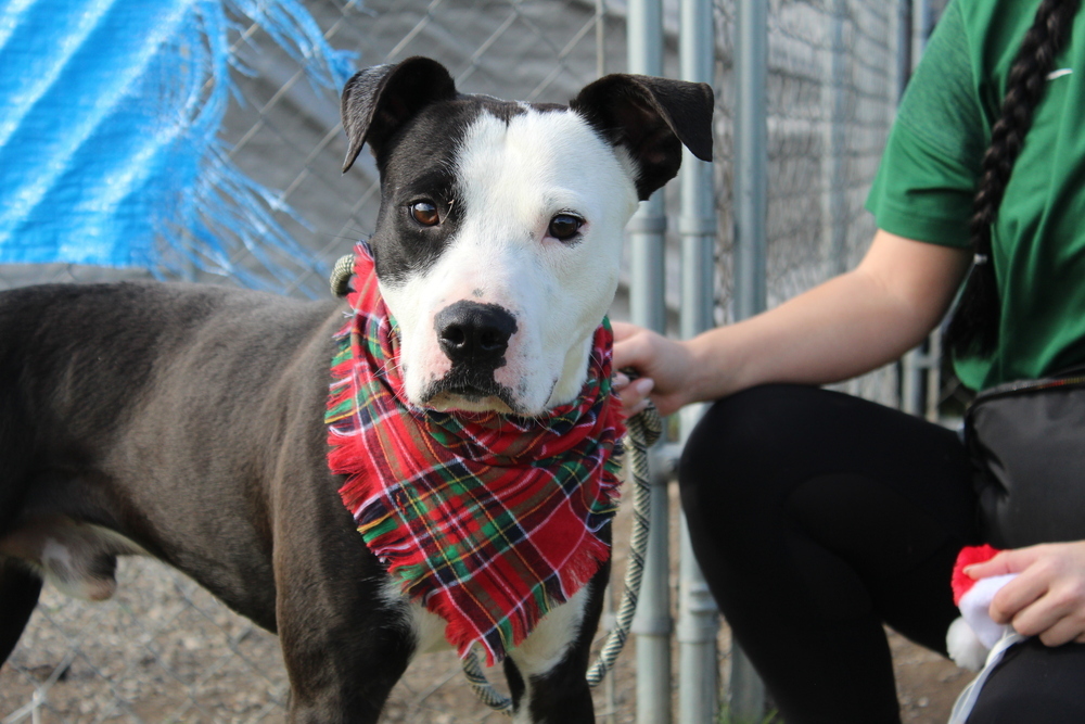 Ace, an adoptable Mixed Breed in Scott, LA, 70583 | Photo Image 6