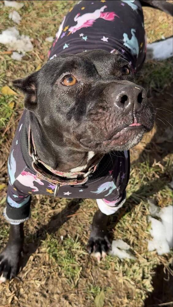 Cherry Lewis, an adoptable Mixed Breed in Scott, LA, 70583 | Photo Image 2