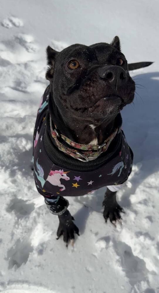 Cherry Lewis, an adoptable Mixed Breed in Scott, LA, 70583 | Photo Image 3