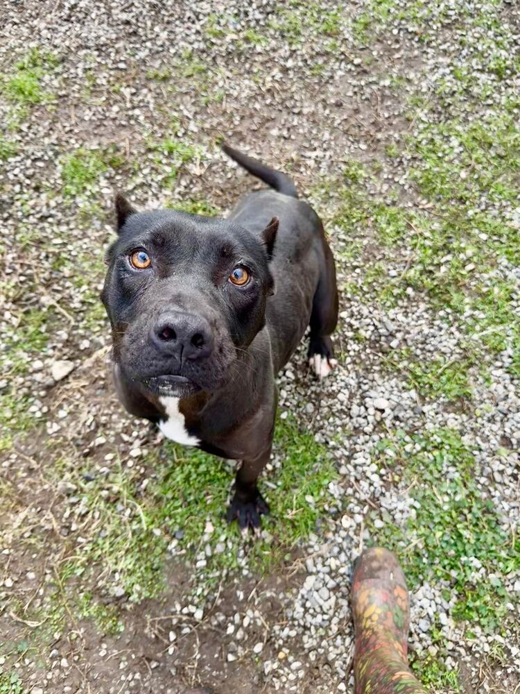 Cherry Lewis, an adoptable Mixed Breed in Scott, LA, 70583 | Photo Image 5