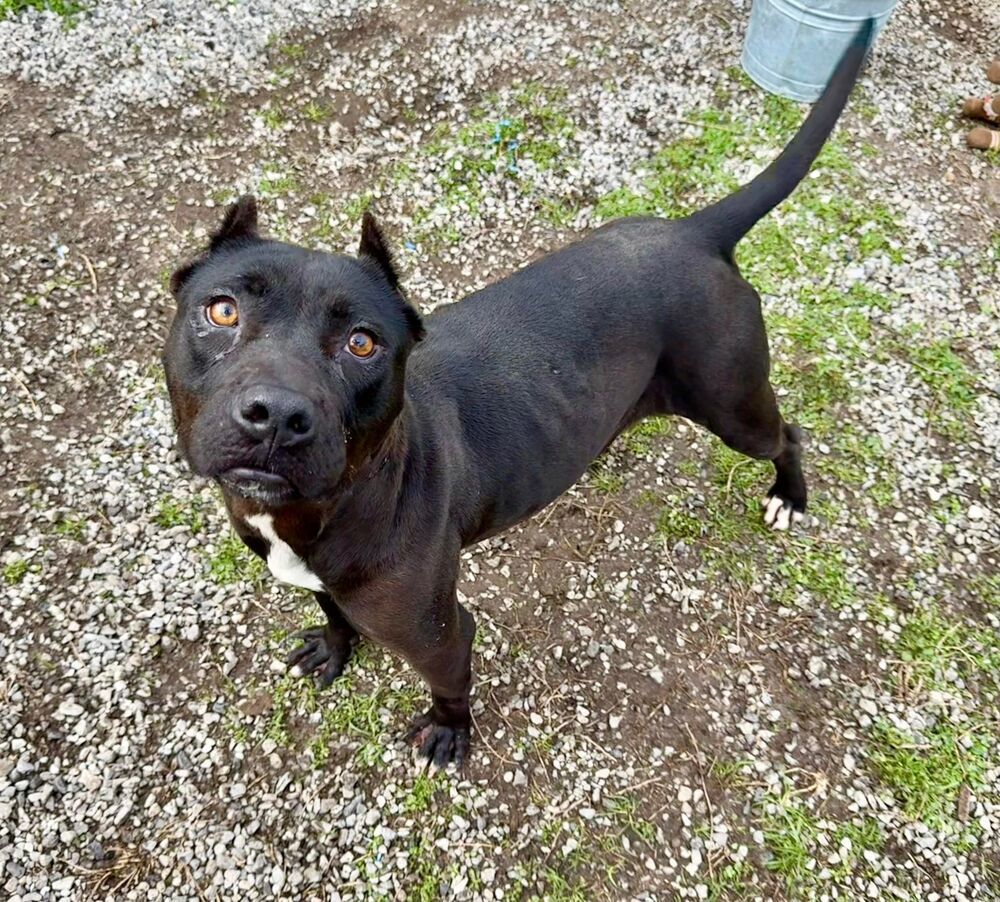 Cherry Lewis, an adoptable Mixed Breed in Scott, LA, 70583 | Photo Image 6