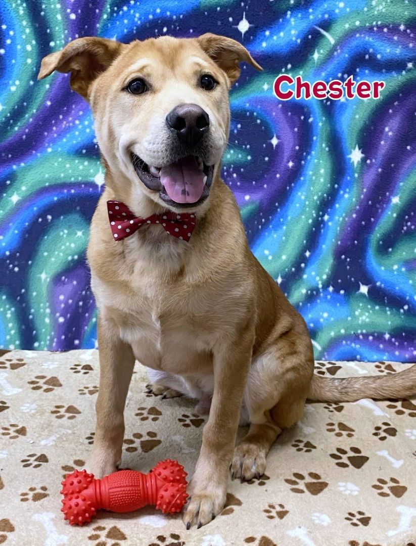 Dog for adoption - CHESTER, a Labrador Retriever & Chow Chow Mix in ...