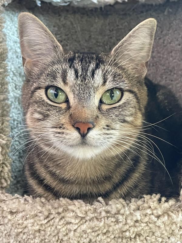 Willow, an adoptable Tabby, Domestic Short Hair in Anacortes, WA, 98221 | Photo Image 1