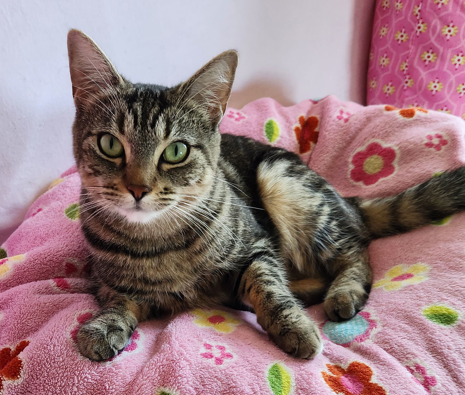 Willow, an adoptable Tabby, Domestic Short Hair in Anacortes, WA, 98221 | Photo Image 3