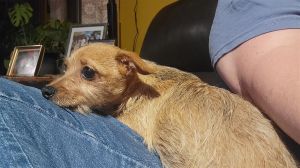 You can fill out an adoption application online on our official website June TX is a female Chihu
