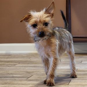 You can fill out an adoption application online on our official website Joey TX is a male yorkie 