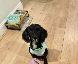 You can fill out an adoption application online on our official website Jake TX1 is a male poodle