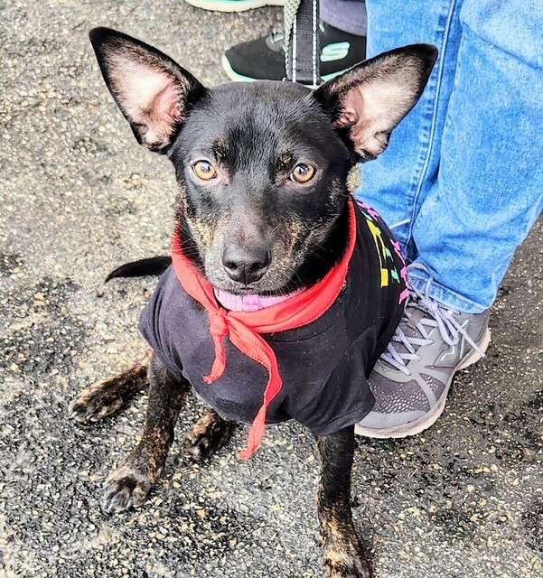 McKnight - WV Pups 4