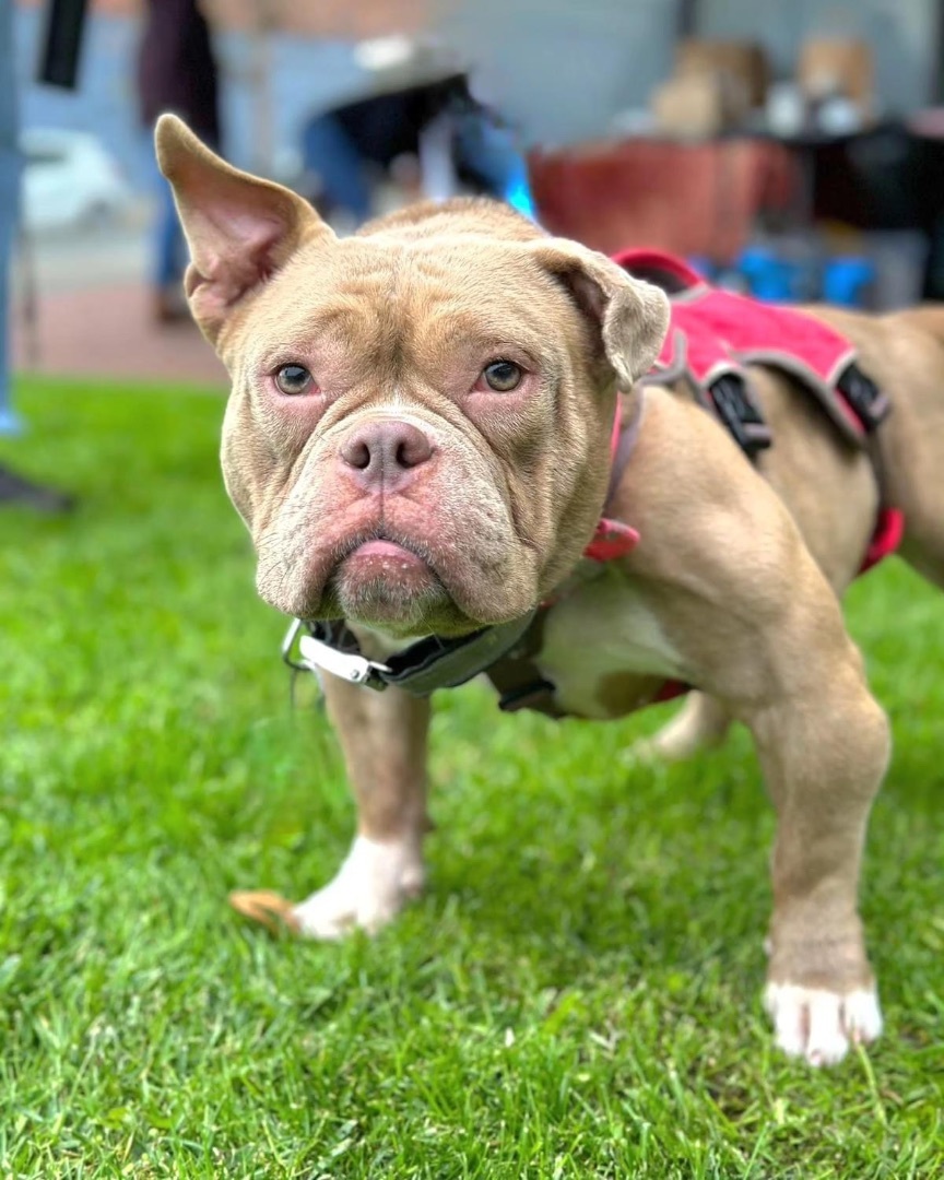 Dog for adoption - Frankie, an English Bulldog Mix in San Francisco, CA ...