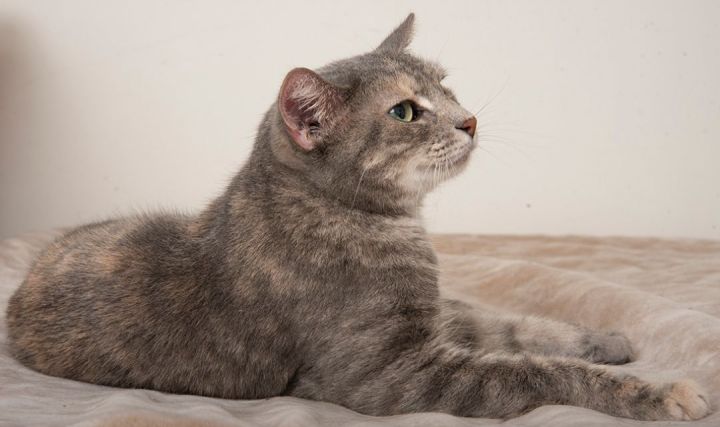 Roxy british 2024 shorthair cats