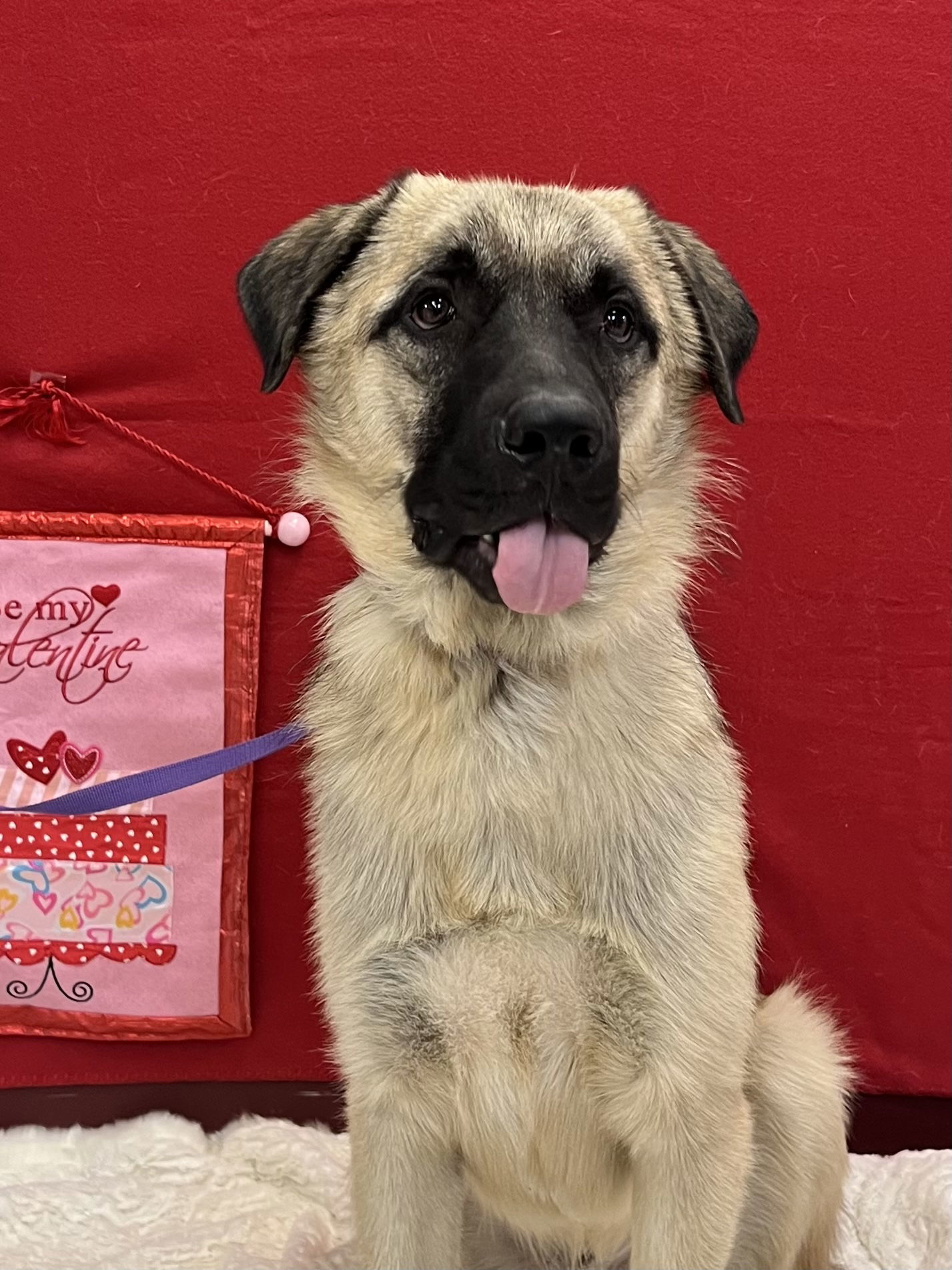 Anatolian Shepherd Rescue Texas - cls0fxh