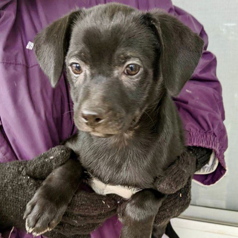 Dog for adoption Alaina, a Labrador Retriever & Shepherd Mix in Lake