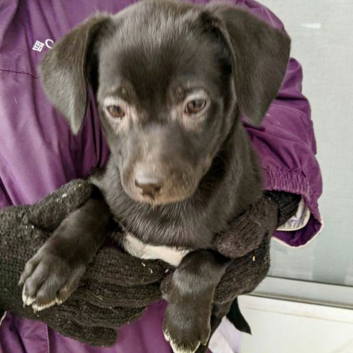 Dog for adoption Alaina, a Labrador Retriever & Shepherd Mix in Lake