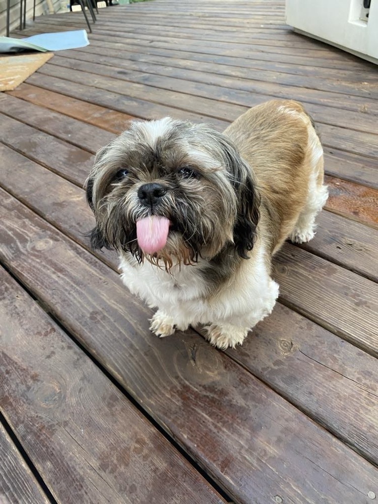 Shih Tzu - Corduroy