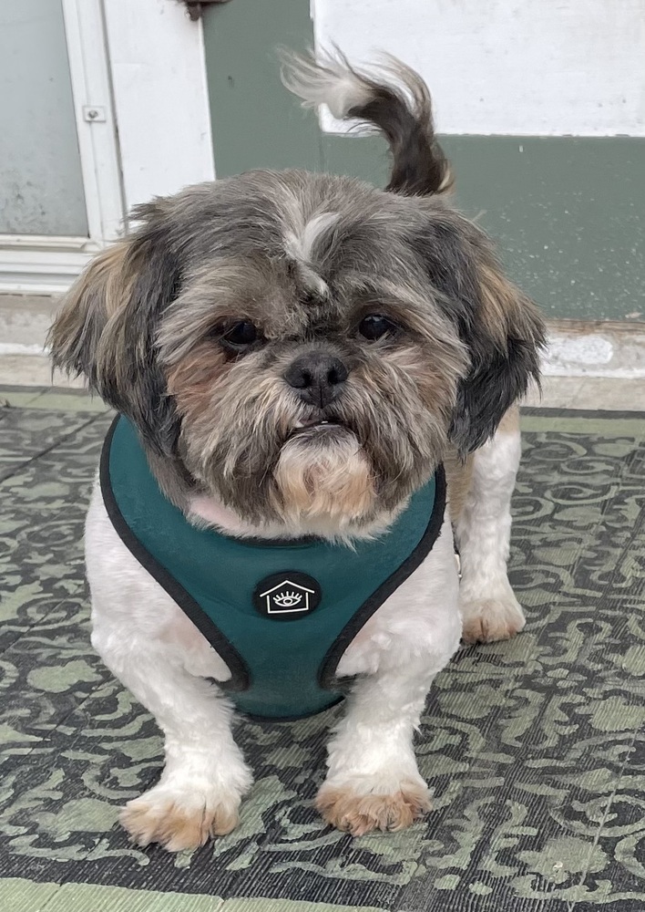 Shih Tzu - Corduroy