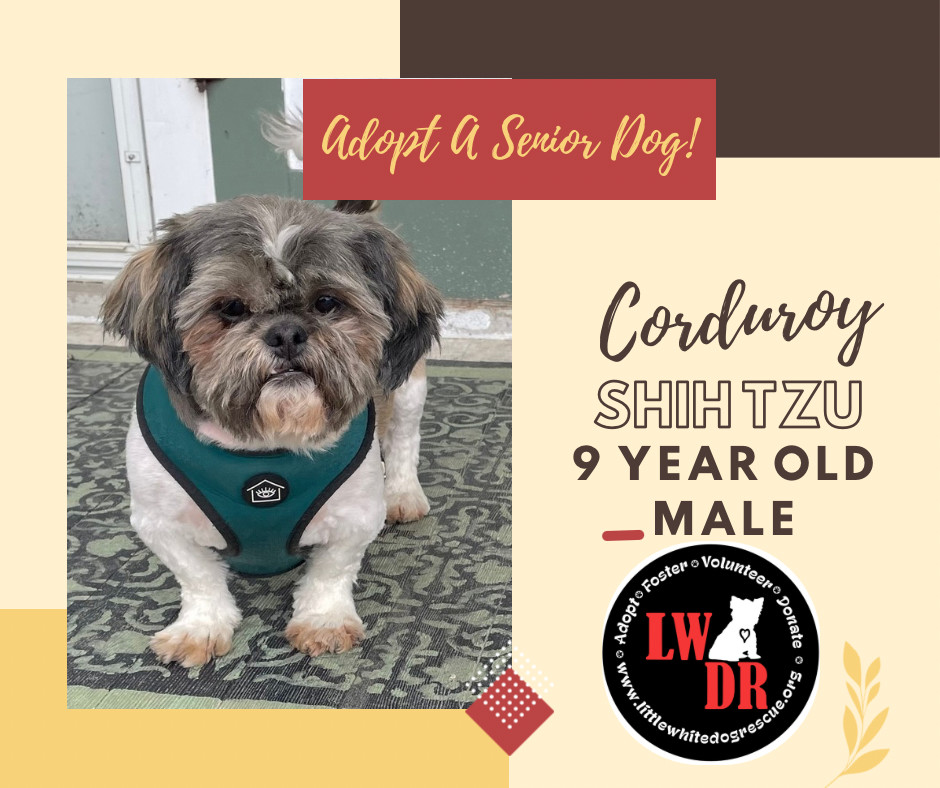 Shih Tzu - Corduroy