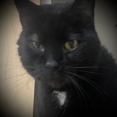 Sam, an adoptable Domestic Medium Hair in Pittsfield, IL, 62363 | Photo Image 1