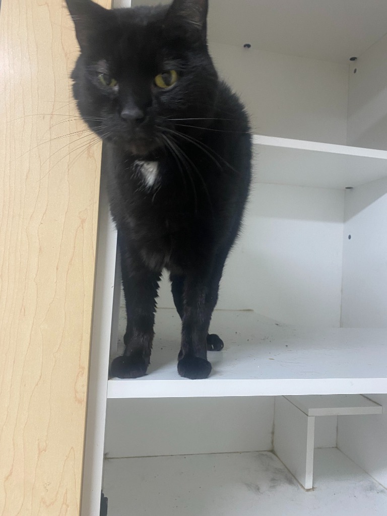 Sam, an adoptable Domestic Medium Hair in Pittsfield, IL, 62363 | Photo Image 2