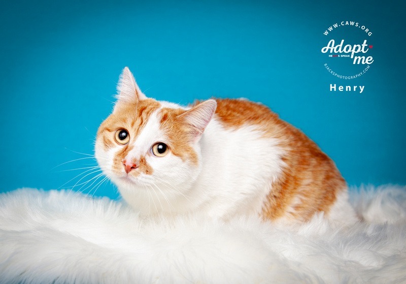 Henry, an adoptable Domestic Short Hair in Salt Lake City, UT, 84117 | Photo Image 1