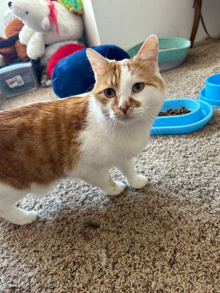 Henry, an adoptable Domestic Short Hair in Salt Lake City, UT, 84117 | Photo Image 5