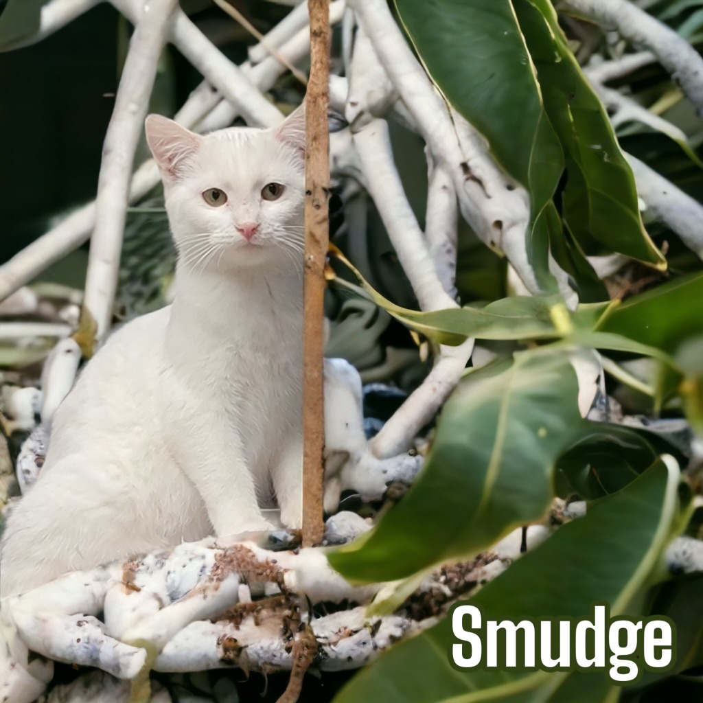 Smudge
