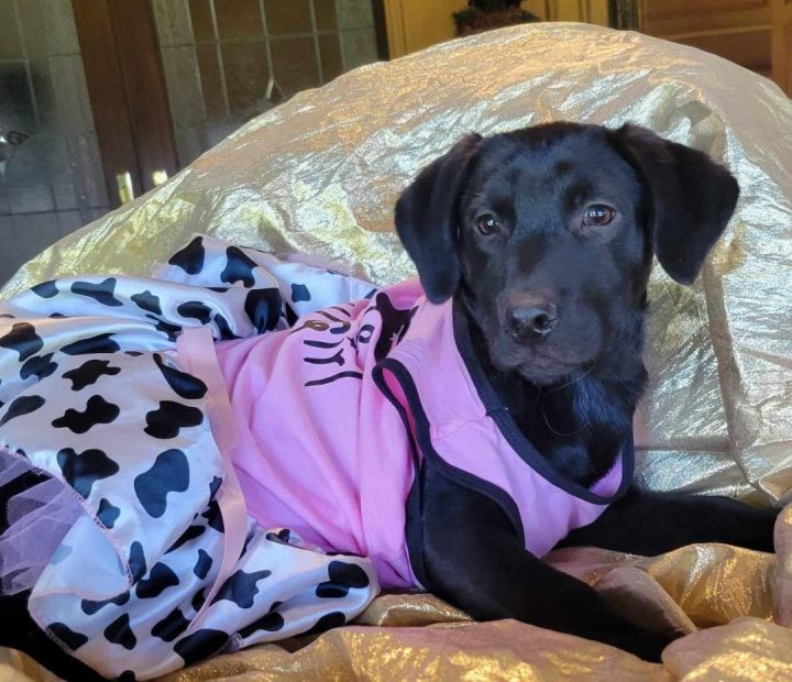 Lab dog dress sales