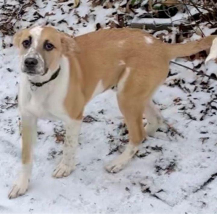 Dog for adoption Murphy a Shepherd Mix in Johnson City TN