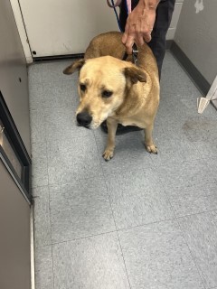 Dog for adoption Robin a Labrador Retriever Mix in Nogales AZ