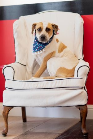 Daisy, Adult Female Australian Shepherd