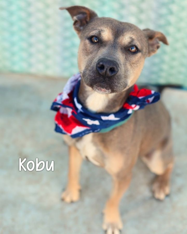Kobu, an adoptable Pit Bull Terrier in Gautier, MS_image-1