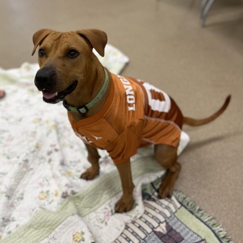 Kade, an adoptable Labrador Retriever in Corpus Christi, TX, 78415 | Photo Image 1