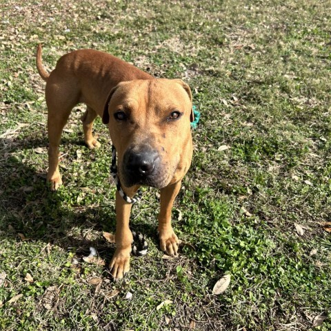 Kade, an adoptable Labrador Retriever Mix in Corpus Christi, TX_image-2