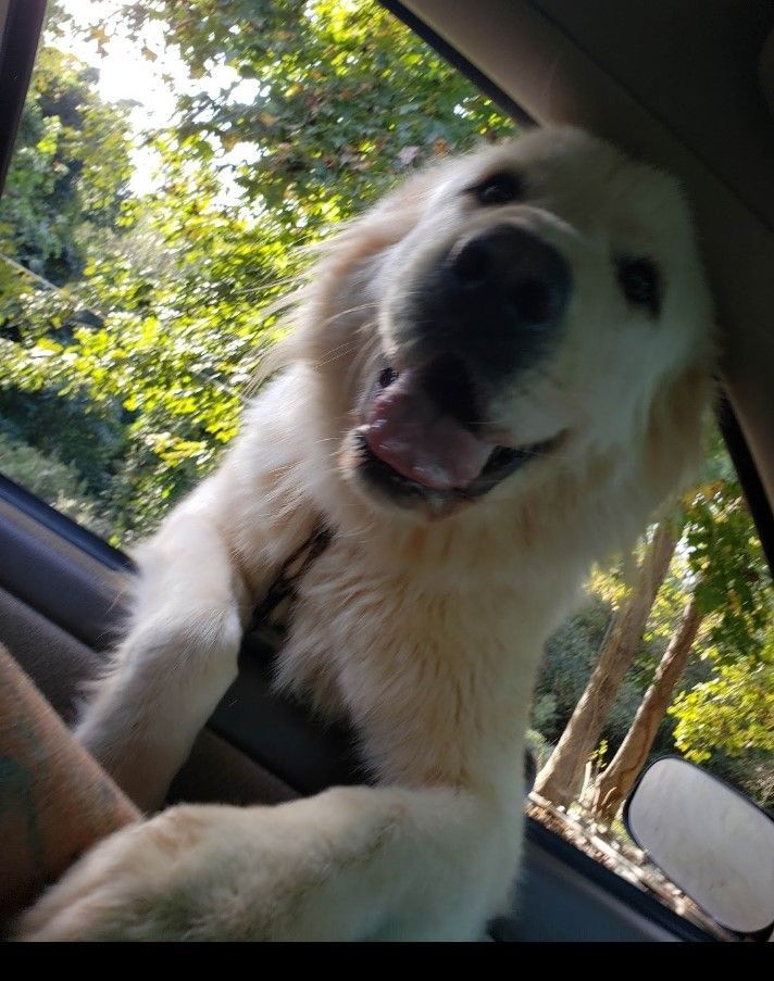 Sassy, an adopted Great Pyrenees in Claremont, NC_image-1