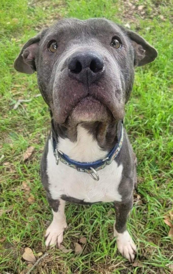 Hagrid, an adoptable Pit Bull Terrier & Cane Corso Mix in Bryan, TX_image-2