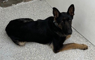 JUNE, an adoptable German Shepherd Dog in Lodi, CA_image-1