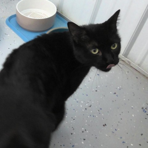 ACAC-Stray-ac768/24-13142/Casino, an adoptable Domestic Short Hair in Standish, MI_image-1