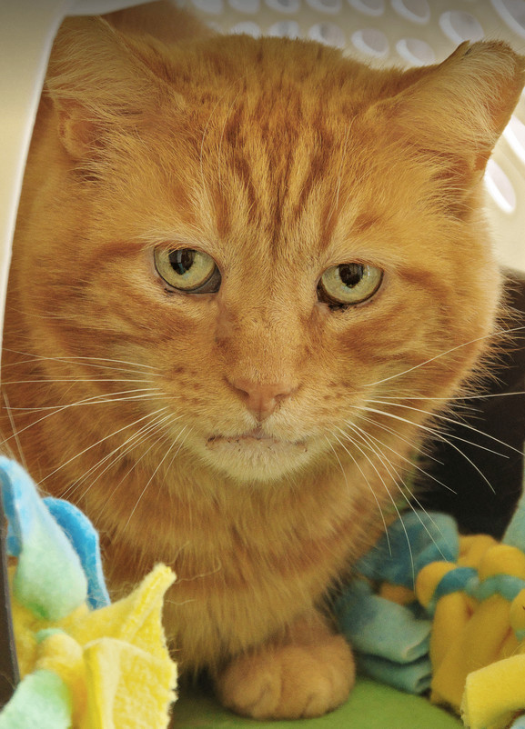 Rusty, an adoptable Domestic Short Hair in Olean, NY_image-1