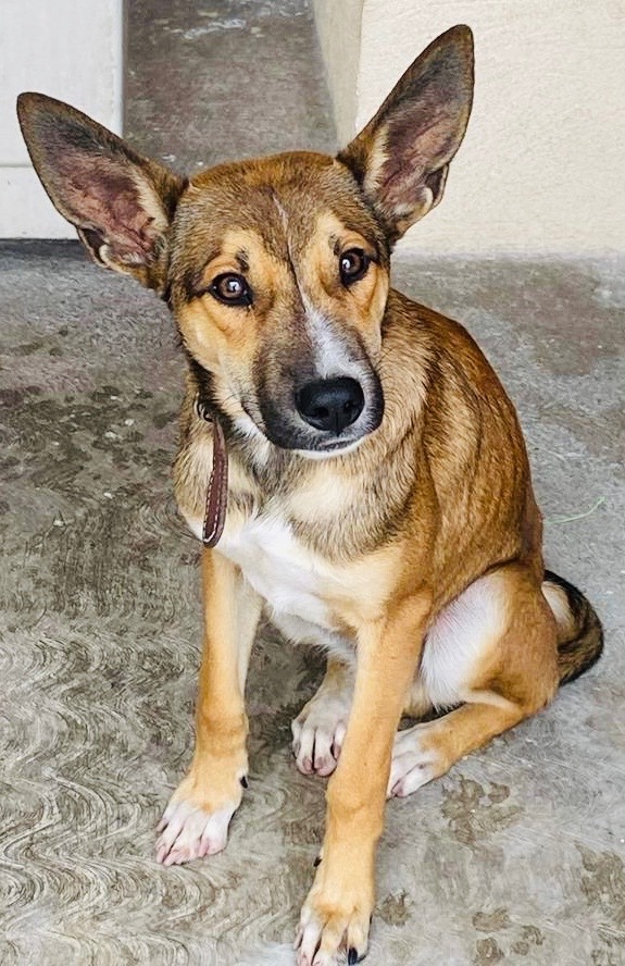 Niko, an adoptable Cattle Dog & Rat Terrier Mix in Wilmington , DE_image-2