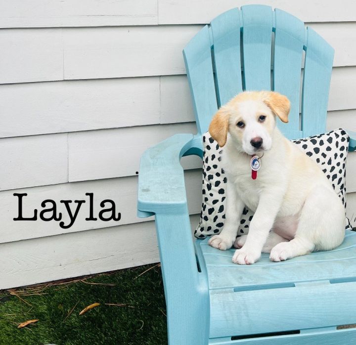 Layla **Spring Special** 5
