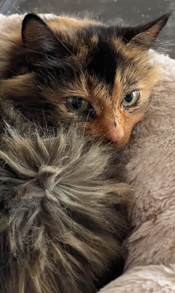 Jasmine, an adoptable Domestic Long Hair in Brainardsville, NY, 12915 | Photo Image 1