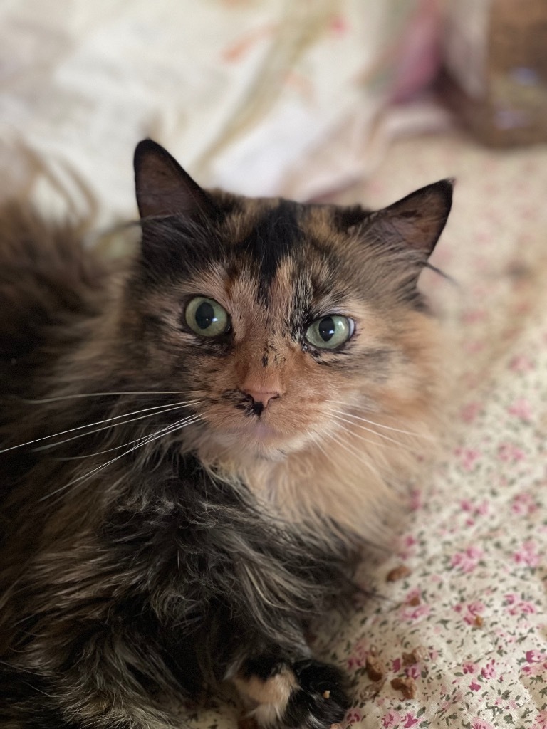 Jasmine, an adoptable Domestic Long Hair in Brainardsville, NY, 12915 | Photo Image 1