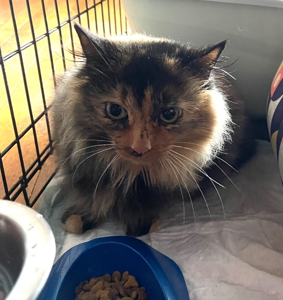 Jasmine, an adoptable Domestic Long Hair in Brainardsville, NY, 12915 | Photo Image 2