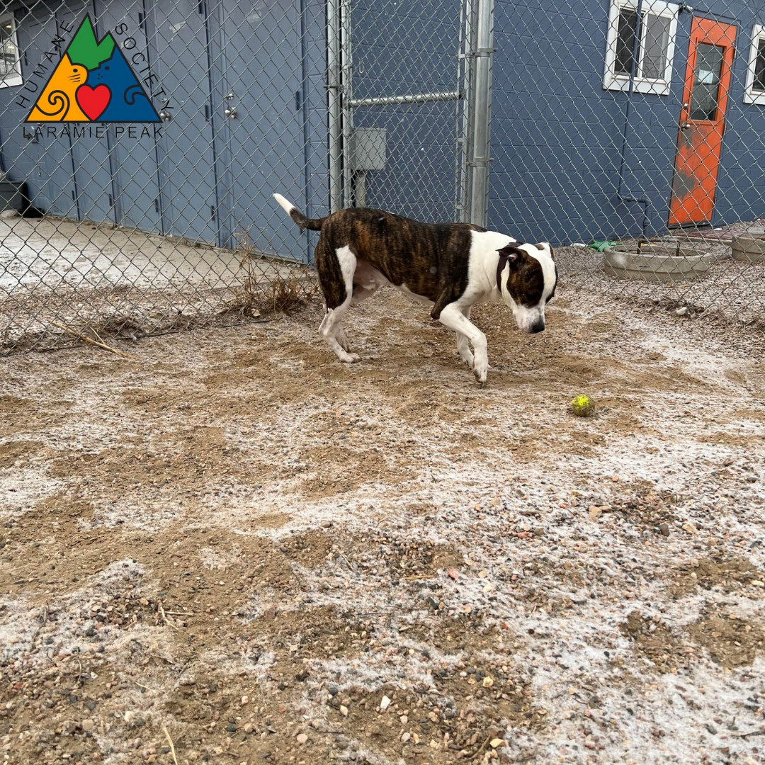 Donar, an adoptable Australian Shepherd, Pit Bull Terrier in Douglas, WY, 82633 | Photo Image 2